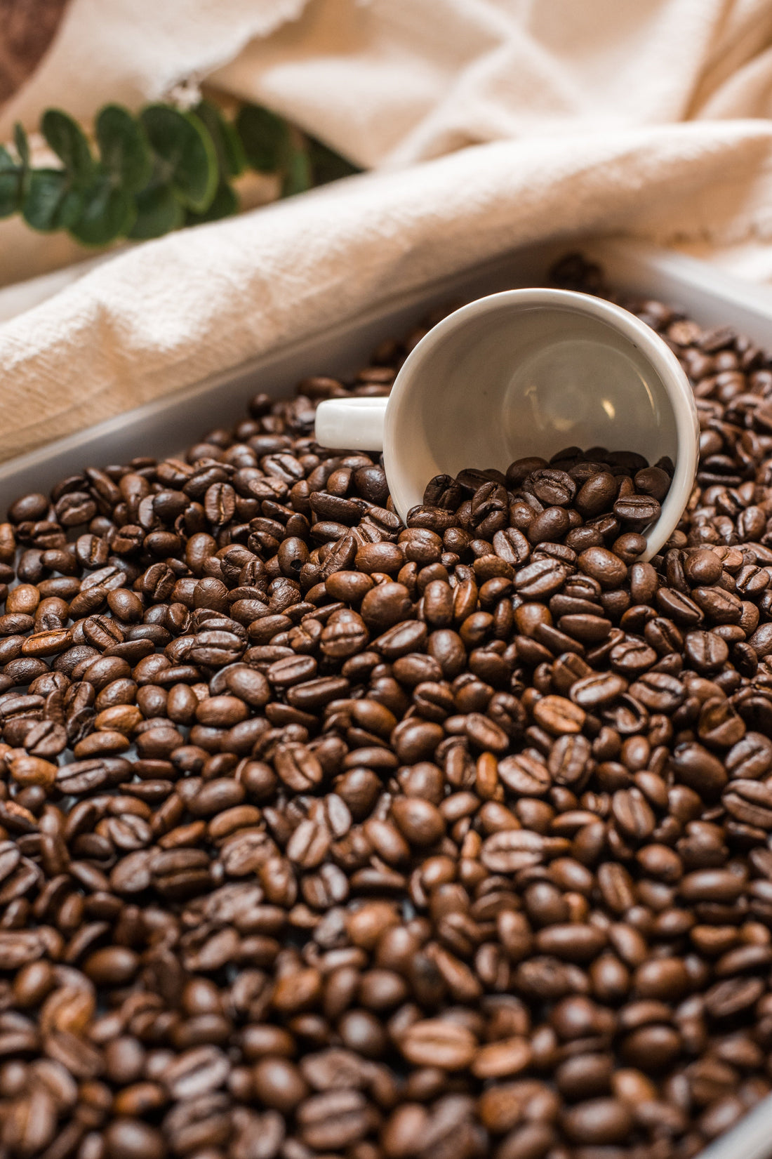 Benefits of Organic Coffee Beans