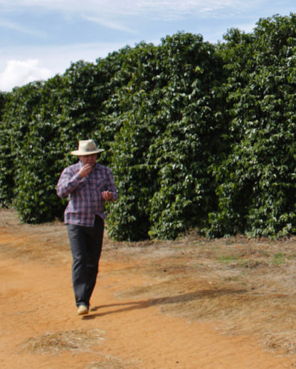 Coffee farmer walking plantation row