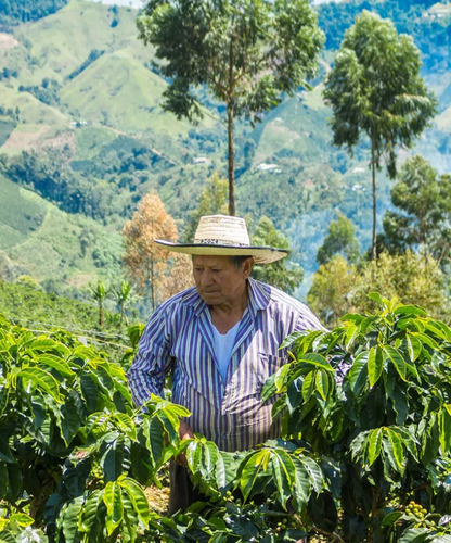 Coffee farmer in mountain field