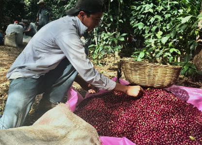 Worker sorting fresh coffee cherries