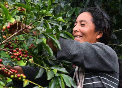 Woman picking ripe coffee cherries