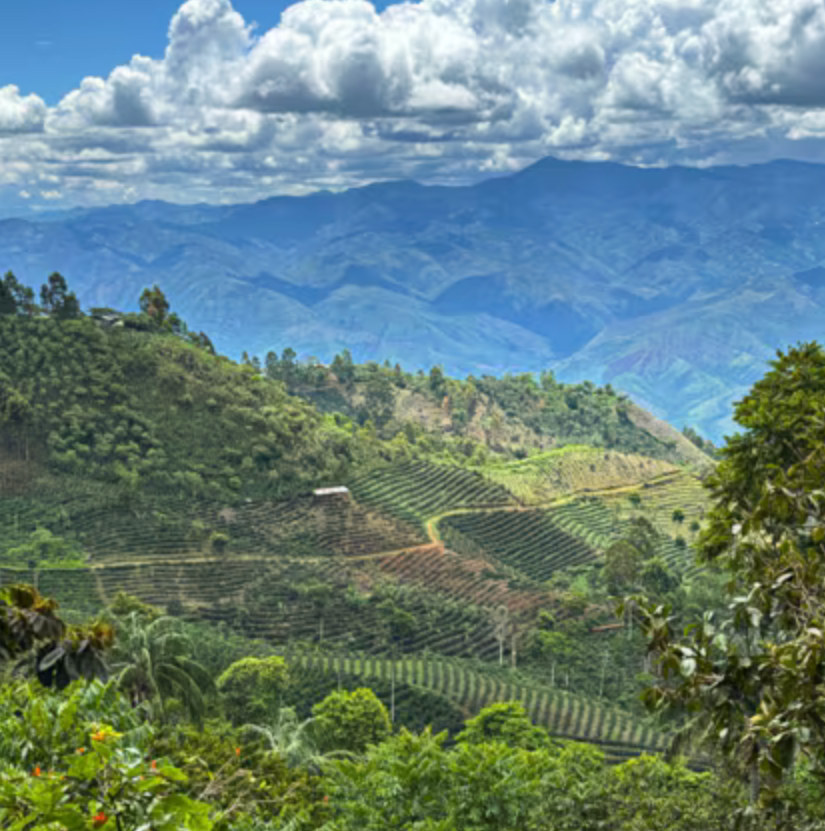 Peru San Jose de Lourdes (Organic)