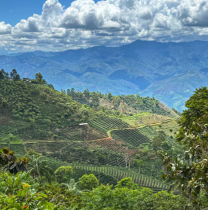 Mountain coffee farm landscape view