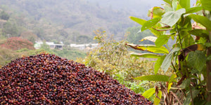 ETHIOPIA - Guji - Organic