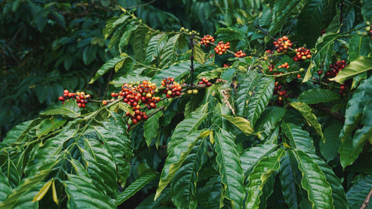 Costa Rica - Tarrazu - Organic