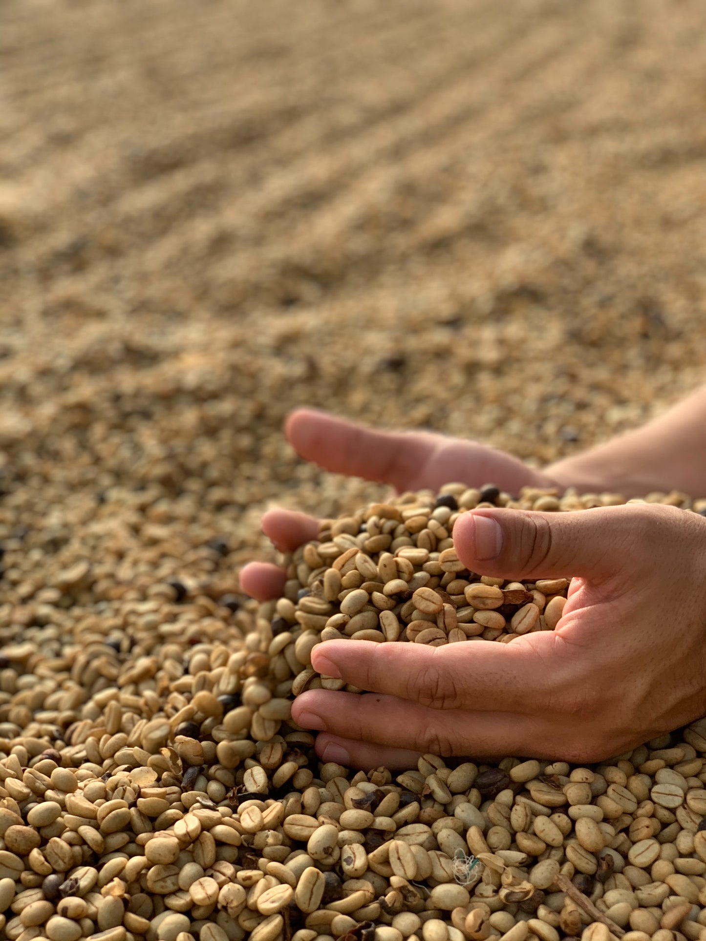 El Salvador - Finca la Familia - Organic